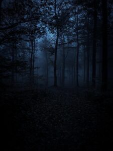 forest, darkness, trees-7543646.jpg